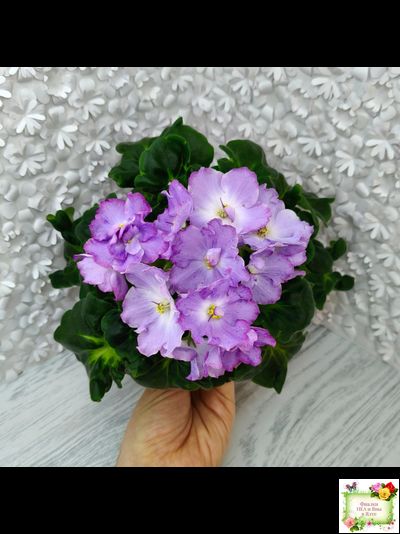 АВ-Девочка с Севера (Фиалковод) 2021 г.