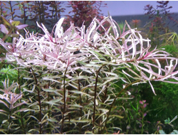 Людвигия sp white (пучок) сухая форма