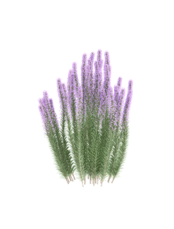цветы Вереск 3