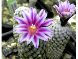 Turbinicarpus valdesianus - 5 семян