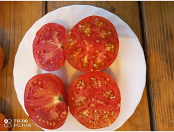 Томат Озарк закат (Ozark sunset), Германия