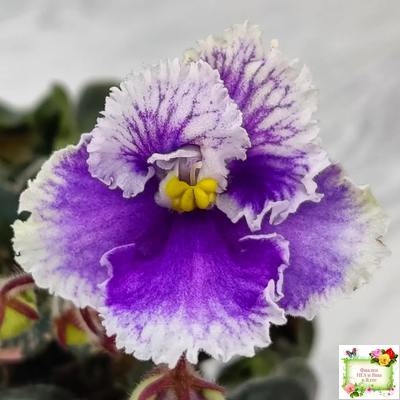 Н-Тет-а-Тет (Н. Бердникова) 2019 г. (лист укоренённый с деткой)