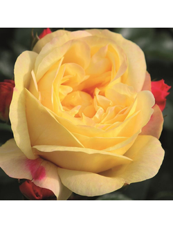 Лампион (Lampion)