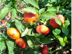 Перец сладкий Ботинечка зута (Botinecka Zuta, Хорватия)