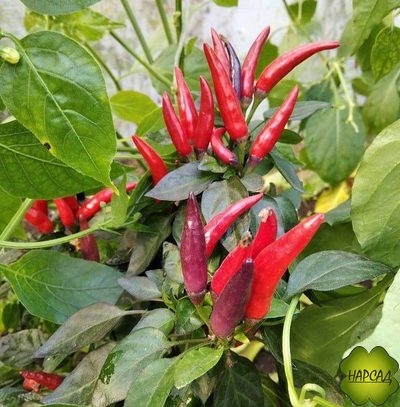 ПЕРЕЦ ОСТРЫЙТ "ОКОННОЕ ОЧАРОВАНИЕ" (35 см, красивый и урожайный)