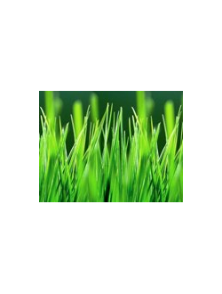 Интерьерная панель "Трава" глянец 3000*600*1,5мм  АБС