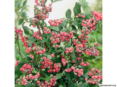 Голубика Пинк Лемонейд - Pink Lemonade