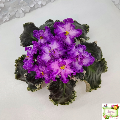 РС-Тропикана (С. Н. Репкина) 2015 г.