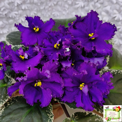 РМ-Черный Оникс (Н. Скорнякова) 2023 г.