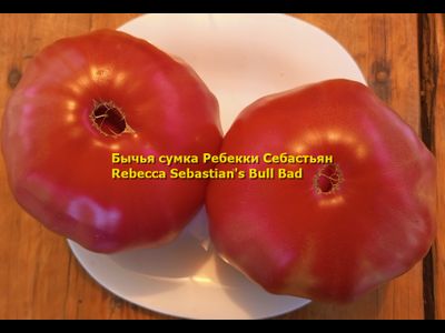 Томат Бычья сумка Ребекки Себастьян (Rebecca Sebastian's Bull Bad, США)