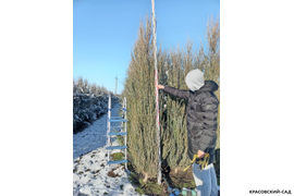 Можжевельник Блю Эрроу 3 метра - Фото саженцев зимой - Красовский-Сад.рф