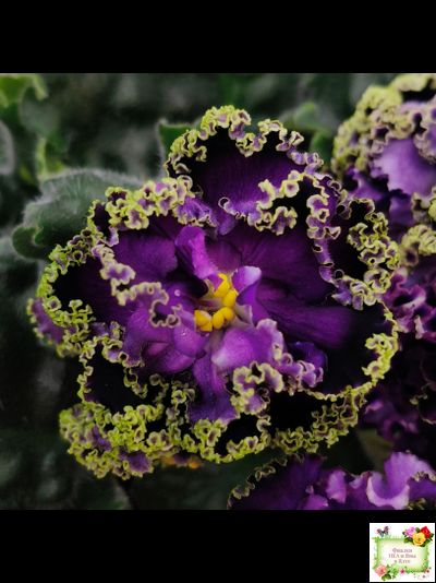 АВ-Гром и Молнии (Фиалковод) 2019 г.