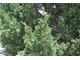 Можжевельник казацкий Tamariscifolia, 1,0 л