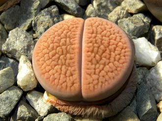 Lithops hookeri (vermiculate form) C335 (Чехия)