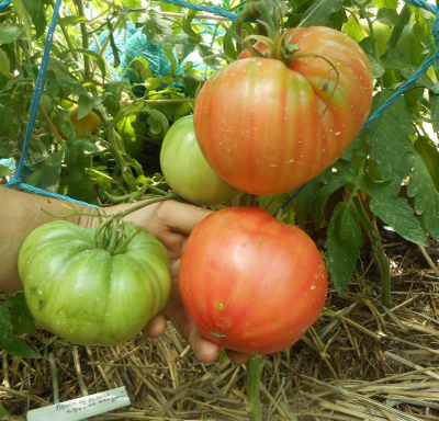 Томат Приамурский крупноплодный