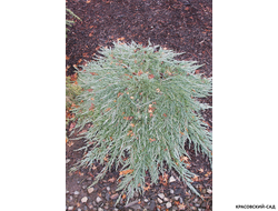 Можжевельник горизонтальный Панкейк купить в Москве