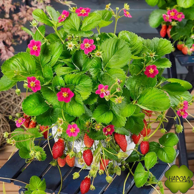 КЛУБНИКА "ТОСКАНА" (ТРИСТАН) (АМПЕЛЬНАЯ, ДЕКОРАТИВНОЕ ЦВЕТЕНИЕ, ВКУСНАЯ, РЕМОНТАНТНАЯ)