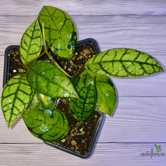 14/02/2025 Hoya Callistophylla No.3 (pink splash)
