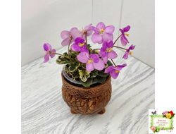 Toronto Belle (A.E.Adams) (детка)