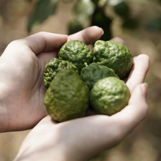 Каффир-лайм, Кафрский лайм (Citrus hystrix) цедра, Индонезия (5 мл)  - 100% натуральное эфирное масло