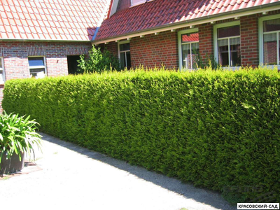 Живая изгородь из туи Брабант - Brabant