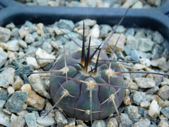 Gymnocalycium spegazzinii TOG 6 (D=15-20 мм)