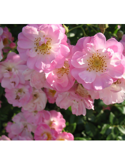 Роза Яблоневый цвет (Apple Blossom)