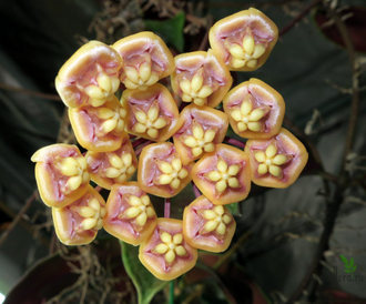 Hoya Kloppenburgii