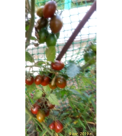 Томат Отборное печенье (Cookie  select) США