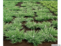 Можжевельник горизонтальный Андорра Варьегата - Andorra Variegata