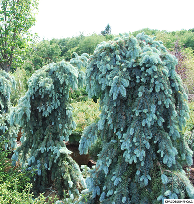 Ель Глаука Пендула - Glauca Pendula