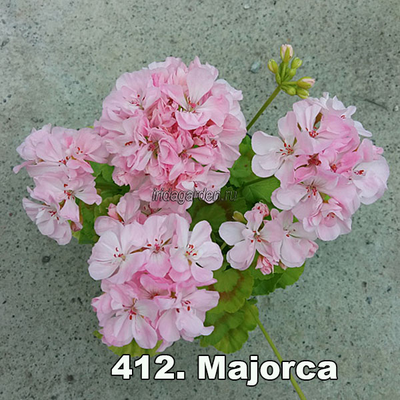 Пеларгония Majorca