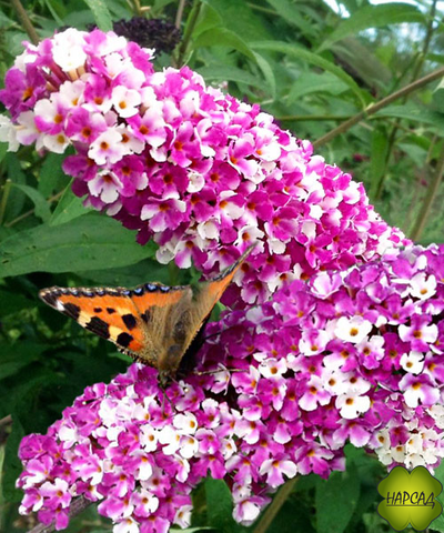 БУДДЛЕЯ ДАВИДА "БЕРРИС ЭНД КРИМ" (ЛЮБИМИЦА БАБОЧЕК И НАСТОЯЩИХ ЭСТЕТОВ)