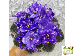 Rivermist Galaxy (J.Baker) (10973) 04/13/2018