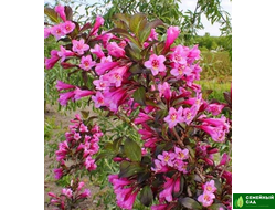 Вейгела  "Nana Purpurea" (Нана Пурпуреа)