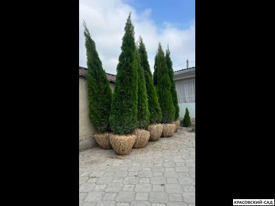 Туя Смарагд - Smaragd