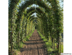 Топиар Арка из Рябины обыкновенной
