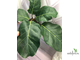 Ficus lutea / фикус Лютея