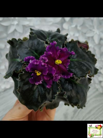 НК-Декамерон (Н.Козак) 2019 г. (лист с деткой посажен 12.07.25)