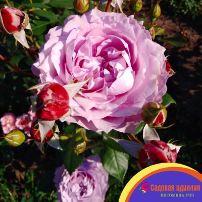 Новалис (Novalis)