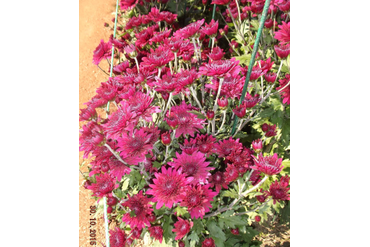 Вишнёвый сад.
Селекция НБС