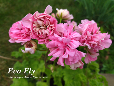 Eva Fly-Купить Пеларгонии Почтой от Анны из Анны