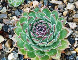 Sempervivum tectorum - розетка