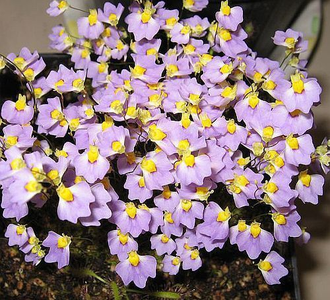 Utricularia Bisquamata