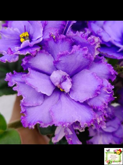 Blue Dragon (LLG/P.Sorano) (9516) 12/17/2005