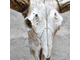 череп, бык, буйвол, белый, кость, труп, животное, bull, skull, зубы, рога, рогатый, скот, дизайн
