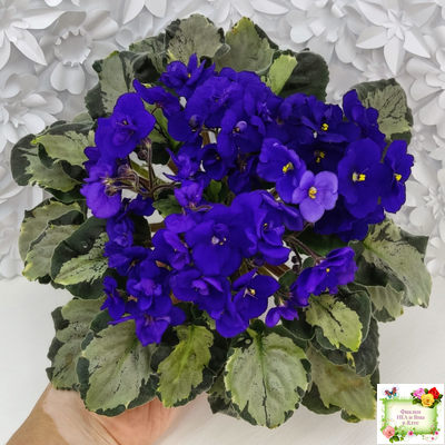 Harmony's Little Stinker (Harmony) листовая химера (пасынок сорт укоренённый)