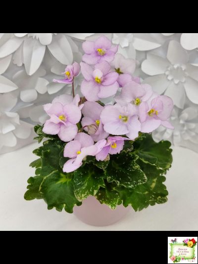 Morgan&#039;s Ivy League (C.Eros) (пестролистный гёрл)