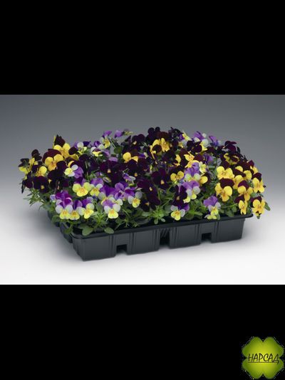 РАССАДА ВИОЛЫ МЕЛКОЦВЕТКОВОЙ (АНЮТИНЫ ГЛАЗКИ) 6 ШТ