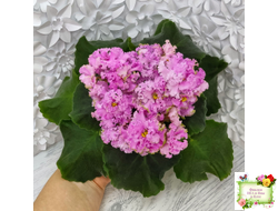 НД-Розовая Скумпия (Н. Данилова-Суворова) 2022 г.